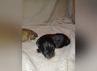 Maltipoo in zauberhaften Farben