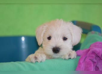 Welpen weiß Zwergschnauzer Rüde und Hündin