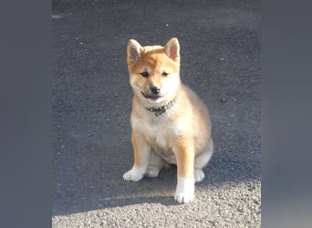 Erstklassige Shiba Inu Zucht in Sachsen
