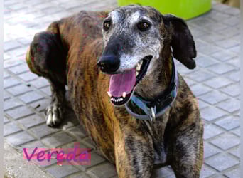 Vereda 06/2018 (ESP) - wundervolle, verschmuste und sehr liebevolle Galga!