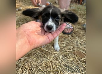 Letty, geboren 30.03.2025, 24cm sucht ihr Zuhause