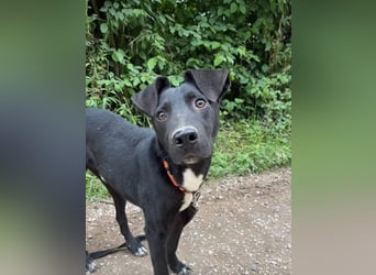Sirius sucht ein Zuhause