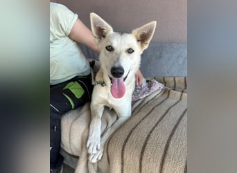 Vera ❤️ menschenbezogene Husky-Dame