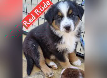 Australian Shepherd Welpen bald abgabebereit!