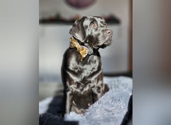 Edle Labrador Welpen (Schwarz/Foxred/Creme) mit Ahnentafel, Nachkommen von Champions