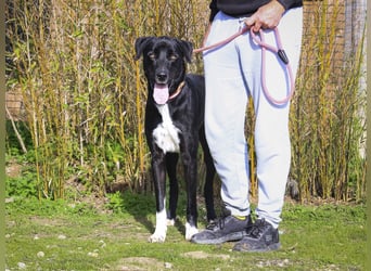 ▪️ KLAUS & ▪️KARL ⚡️2 von ~ 650 Hunden in der Cantinho da Milu⚡️