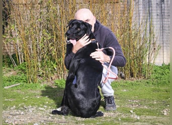 ▪️ KLAUS & ▪️KARL ⚡️2 von ~ 650 Hunden in der Cantinho da Milu⚡️
