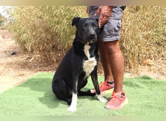 ▪️ KLAUS & ▪️KARL ⚡️2 von ~ 650 Hunden in der Cantinho da Milu⚡️