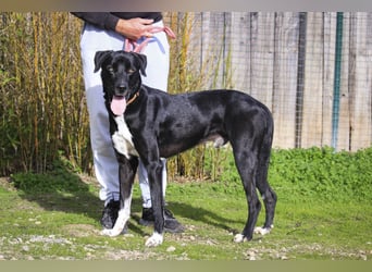 ▪️ KLAUS & ▪️KARL ⚡️2 von ~ 650 Hunden in der Cantinho da Milu⚡️
