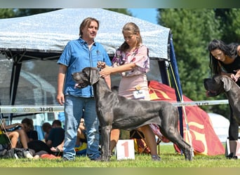 Wunderschöne Deutsche-Doggen-Welpen mit hervorragender Ahnentafel ❤️