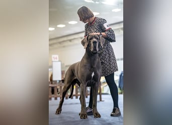 Wunderschöne Deutsche-Doggen-Welpen mit hervorragender Ahnentafel ❤️