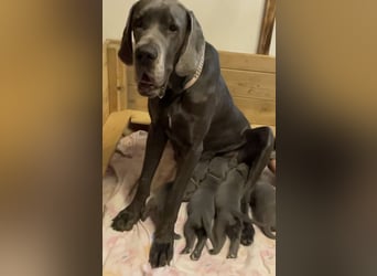 Wunderschöne Deutsche-Doggen-Welpen mit hervorragender Ahnentafel ❤️