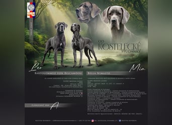 Wunderschöne Deutsche-Doggen-Welpen mit hervorragender Ahnentafel ❤️