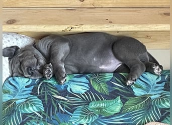 Wunderschöne Deutsche-Doggen-Welpen mit hervorragender Ahnentafel ❤️