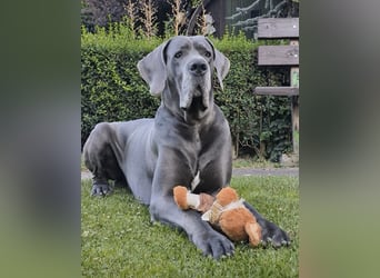 Wunderschöne Deutsche-Doggen-Welpen mit hervorragender Ahnentafel ❤️