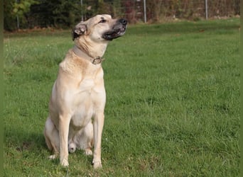 Balu, unsicherer Kangal-Mix