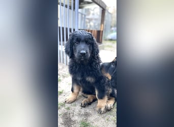 Reinrassiger bildschöner Hovawart Welpe