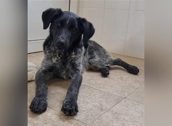 Fallon, geb. ca. 07/2022, lebt in GRIECHENLAND, im städt. Tierheim Serres