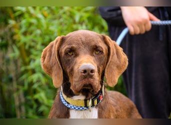 Emilio  - Pointer-Mix, lieb und verträglich
