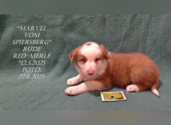 Border Collie-Welpen , black-,choco-,red-white und red-,black-merle
