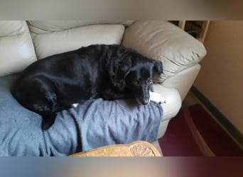Dhalia - auf PS in 53797 Lohmar - liebe, freundliche Hundedame