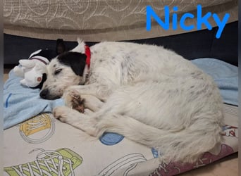 Nicky 01/2019 (ESP Pflegestelle) - braver, ausgeglichener und unglaublich lieber Bodeguero-Mix!
