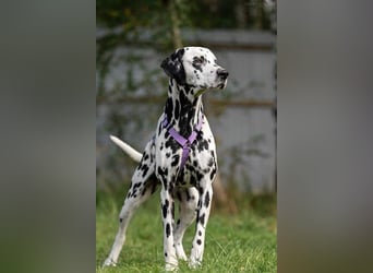 Freundliche Gloria sucht perfektes Zuhause