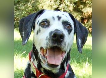 Josy Da - Hundeseniorin sucht neues Glück - Tierhilfe Franken e.V.