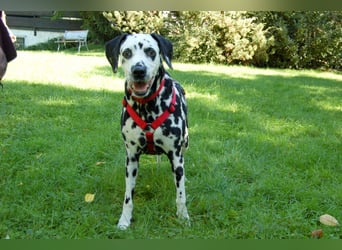 Josy Da - Hundeseniorin sucht neues Glück - Tierhilfe Franken e.V.
