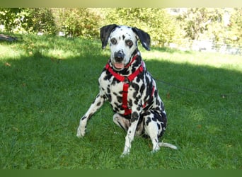 Josy Da - Hundeseniorin sucht neues Glück - Tierhilfe Franken e.V.