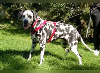 Josy Da - Hundeseniorin sucht neues Glück - Tierhilfe Franken e.V.