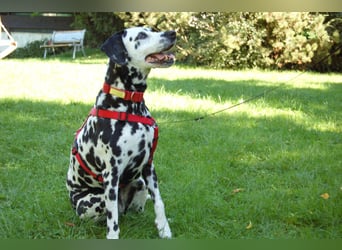 Josy Da - Hundeseniorin sucht neues Glück - Tierhilfe Franken e.V.