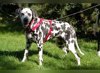 Josy Da - Hundeseniorin sucht neues Glück - Tierhilfe Franken e.V.