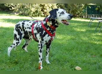 Josy Da - Hundeseniorin sucht neues Glück - Tierhilfe Franken e.V.