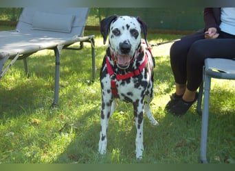 Josy Da - Hundeseniorin sucht neues Glück - Tierhilfe Franken e.V.