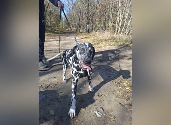 Jimmi, aktiver Dalmatiner Junghund geb. 2025