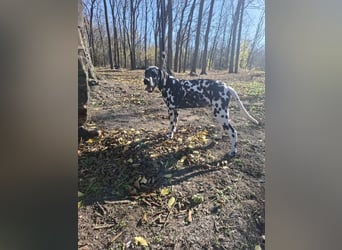 Jimmi, aktiver Dalmatiner Junghund geb. 2025