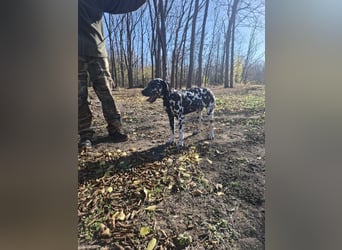 Jimmi, aktiver Dalmatiner Junghund geb. 2025