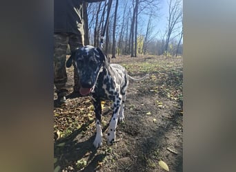 Jimmi, aktiver Dalmatiner Junghund geb. 2025