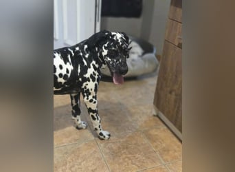 Jimmi, aktiver Dalmatiner Junghund geb. 2025