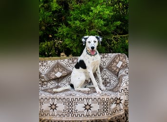 lieber Spot sucht sein Zuhause zum Ankommen