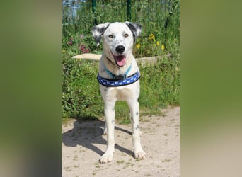 lieber Spot sucht sein Zuhause zum Ankommen