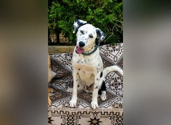 lieber Spot sucht sein Zuhause zum Ankommen