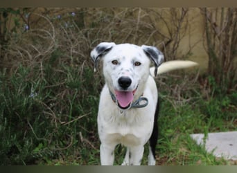 lieber Spot sucht sein Zuhause zum Ankommen