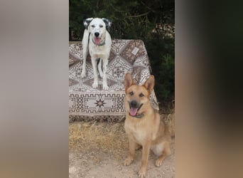 lieber Spot sucht sein Zuhause zum Ankommen