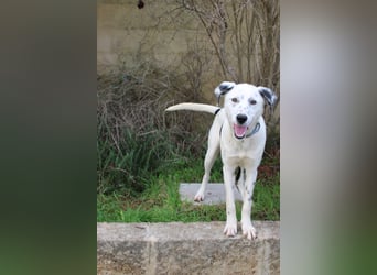 lieber Spot sucht sein Zuhause zum Ankommen