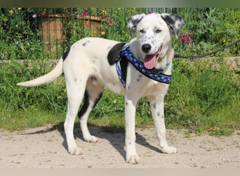 lieber Spot sucht sein Zuhause zum Ankommen