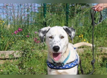 lieber Spot sucht sein Zuhause zum Ankommen