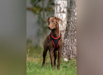 Sonnenschein Tommy sucht seine Menschen