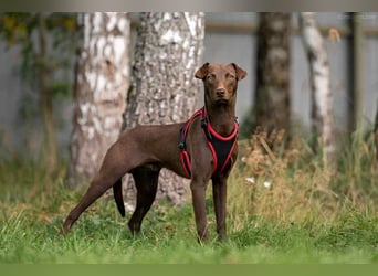 Liebenswerter Tommy sucht sein Zuhause
